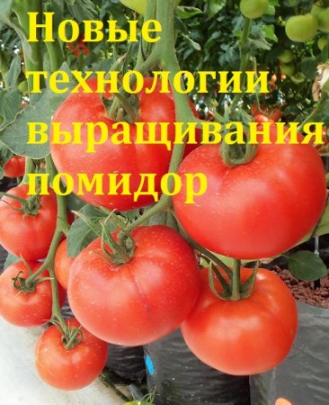 Постер к Новые технологии выращивания помидор
